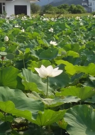 花神在线免费观看